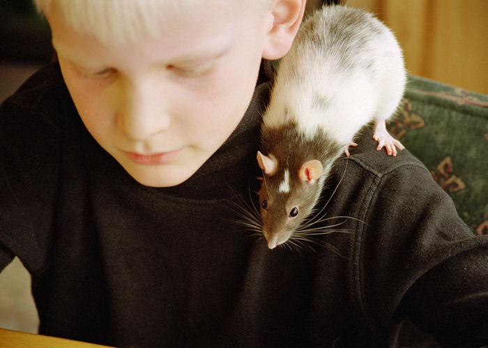 Pet rats
